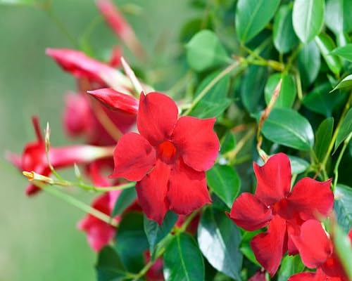 Red Jasmine Flower Seeds