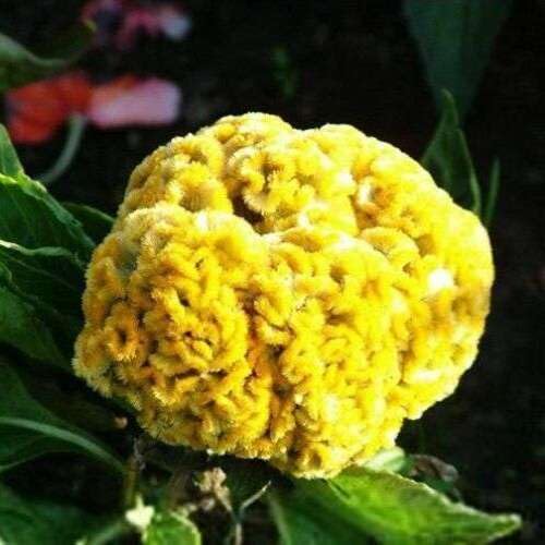 Yellow Cockscomb Flower Seeds