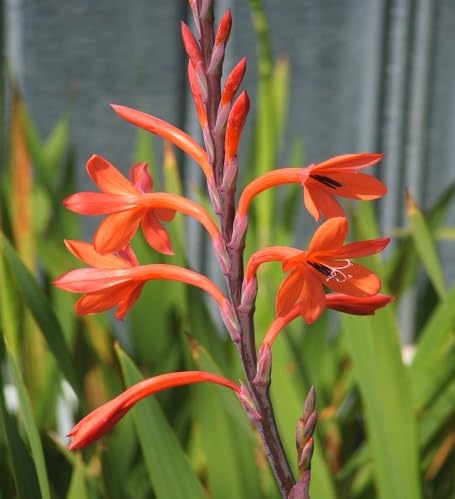 Orange Watsonia Flower Seeds