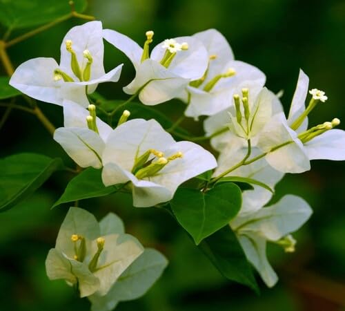 White Perennial Giant Bougainvillea Flower Seeds