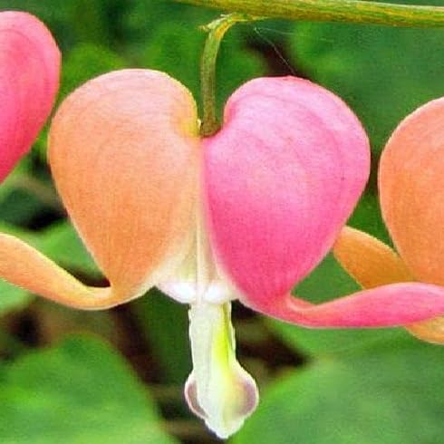 Mixed Dicentra Flower Seeds