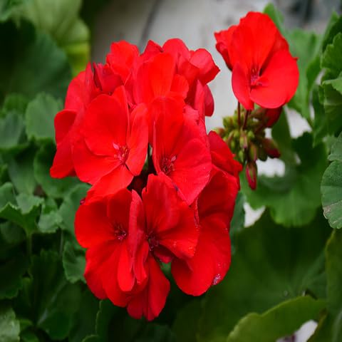Red Geranium Pelargonium Flower Seeds