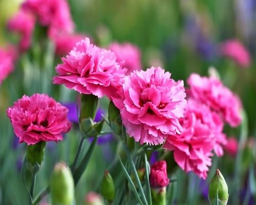 pink carnation flowers seeds