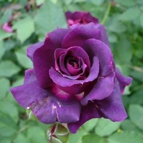 Purple Climbing Rose Flower Seeds