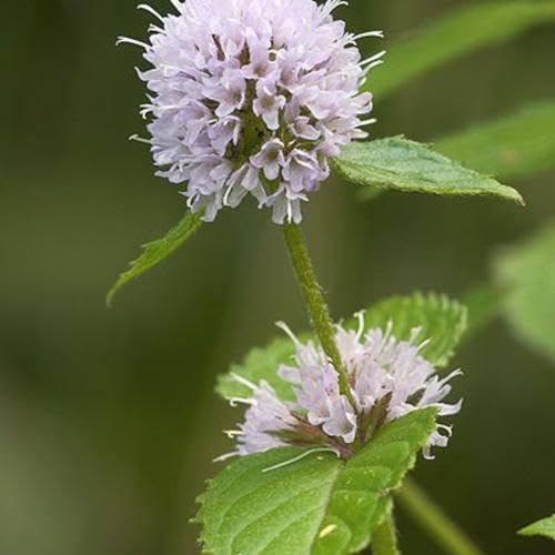 White Mint Plant Seeds herb seeds - home gardening, heirloom garden seeds