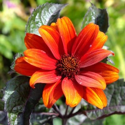 White Heliopsis Flower Seeds