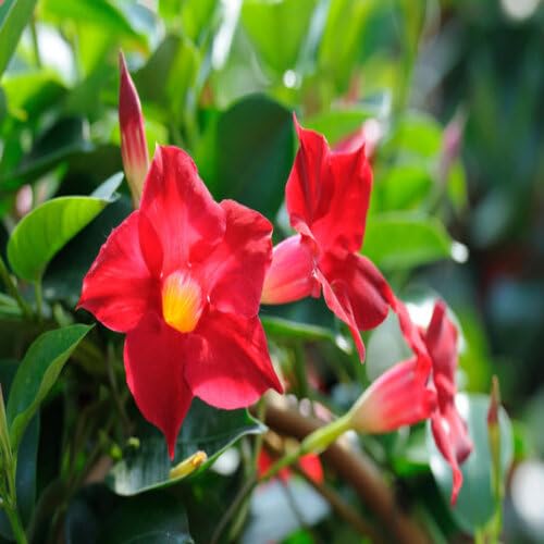 Red Dipladenia Flower Seeds