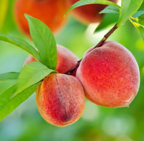 Red Peach fruit seeds for organic garden planting