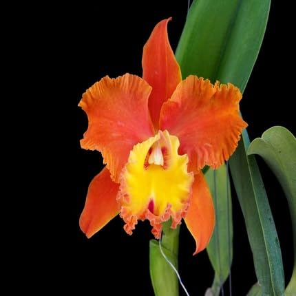 Orange Cattleya Flower Seeds