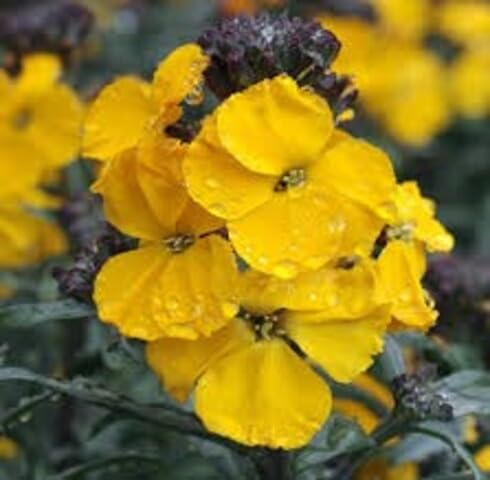 Yellow Erysimum Flower Seeds