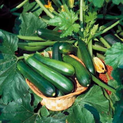 Cucumber Seeds,Green vegetable seeds for Home Gardening, Natural Farm Fresh Gardening for kitchen garden planting