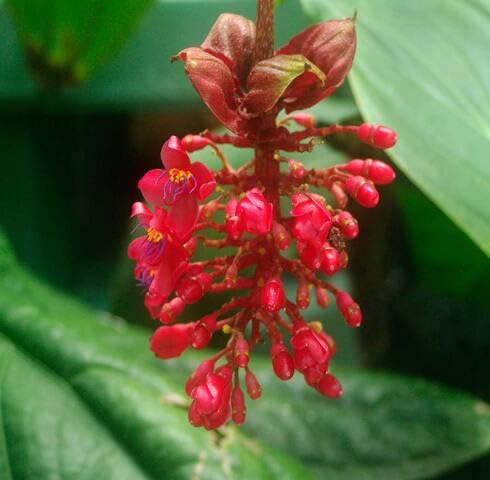 Red Medinilla Flower Seeds