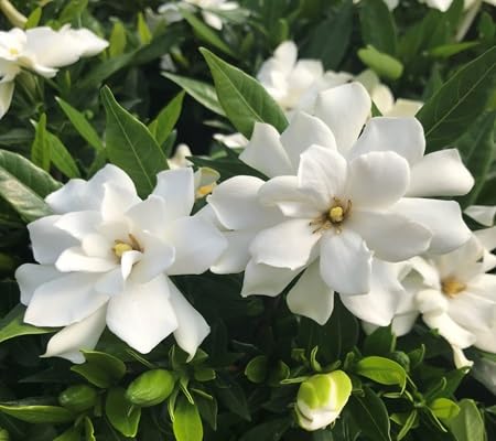 Jasmine Flower Seeds