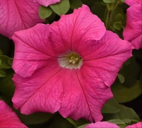 Pink Giant Petunia Flower Seeds