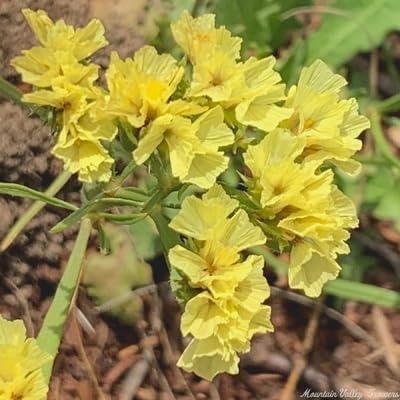 Yellow Limonium Flower Seeds