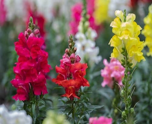 Mixed Anthurium Flower Seeds