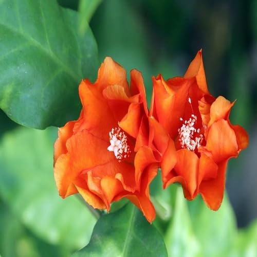 Orange Pereskia Flower Seeds