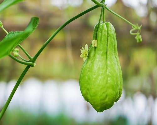 Chayote vegetable seeds Green vegetable seeds for Home Gardening, Easy Grow Farm Fresh Produce for kitchen garden planting