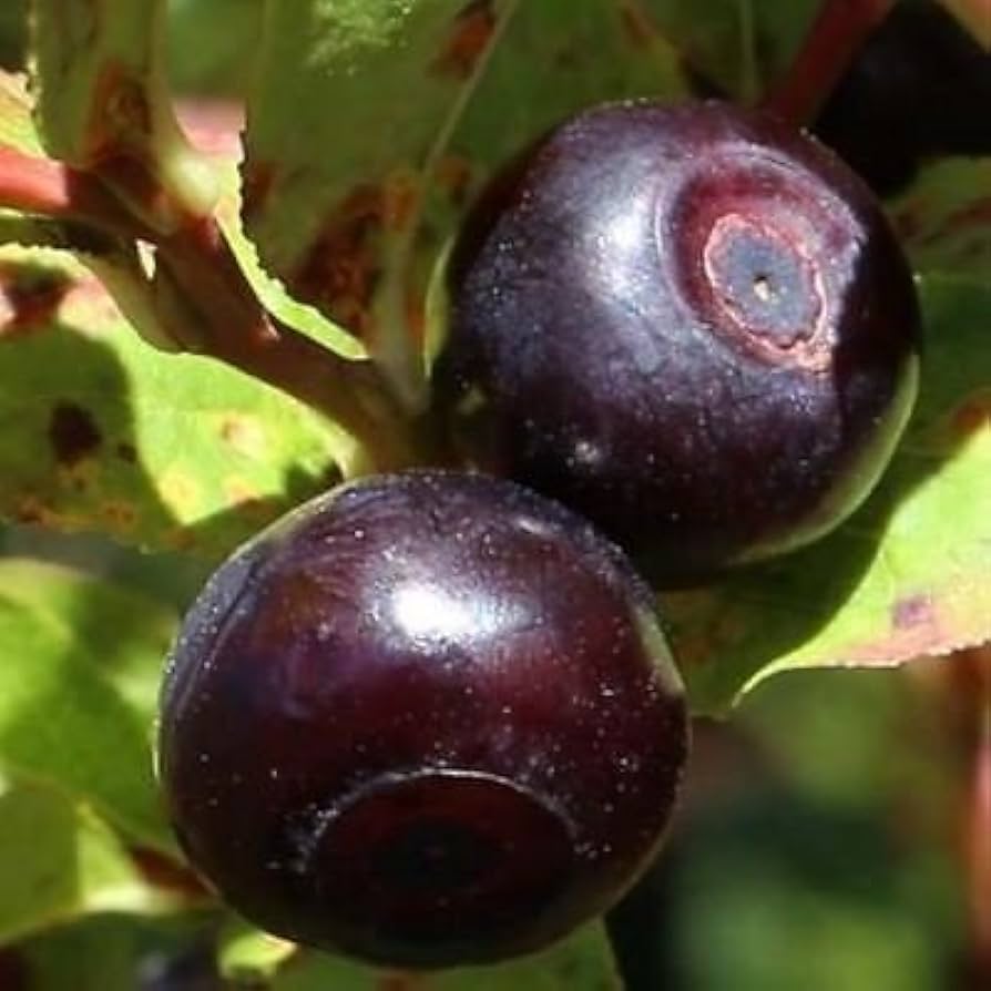 Mountain Huckleberry Bush Gaylussacia Baccata