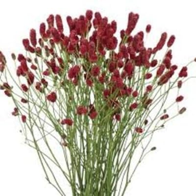 Orange Sanguisorba Flower Seeds