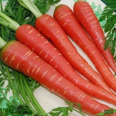 Carrot vegetable seeds Orange vegetable seeds for Home Gardening, Organic Raised Bed Gardening for kitchen garden planting