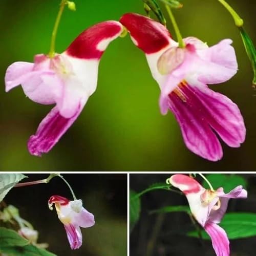 Parrot Orchid Flower Seeds