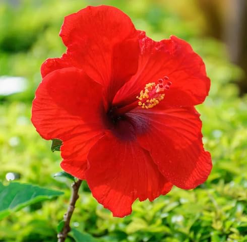 Red Hibiscus Flower Seeds