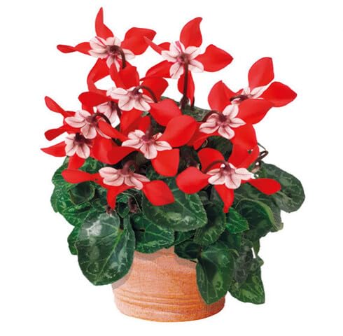 Red Cyclamen Flower Seeds