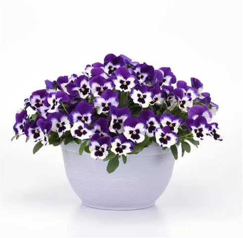 White Fresh Violet Pansy Flower Seeds