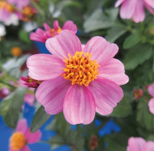 pink bidens flower seeds