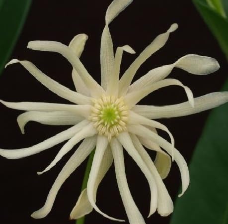 Illicium Flower Seeds