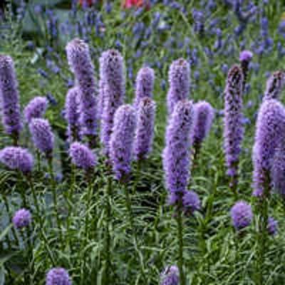Purple Kniphia Flowers Seeds