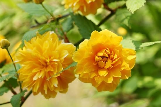 kerria japonica flower seeds