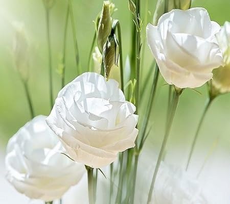 white rose flower seeds