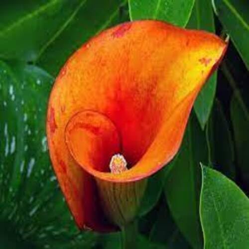 Orange Calla Lilly Flower Seeds