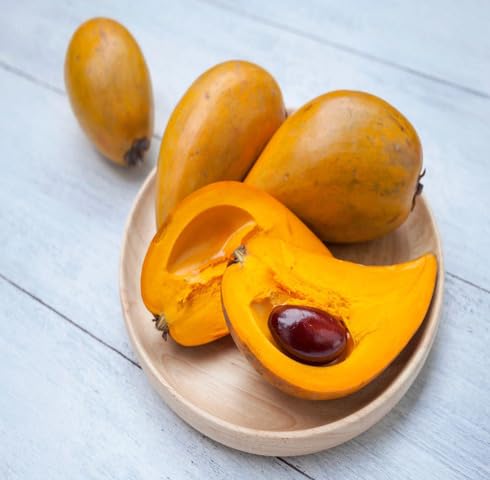 Yellow Lucuma fruit seeds for organic garden planting