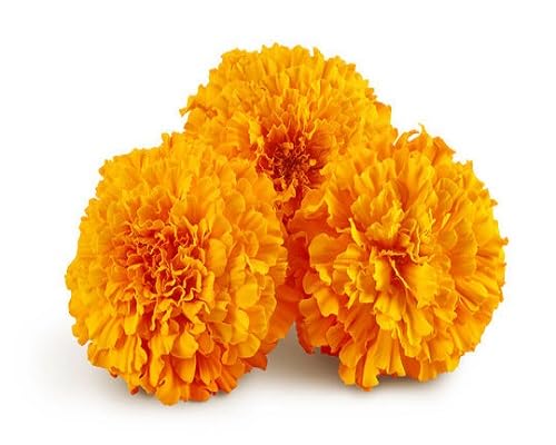 Orange Marigold Flower Seeds