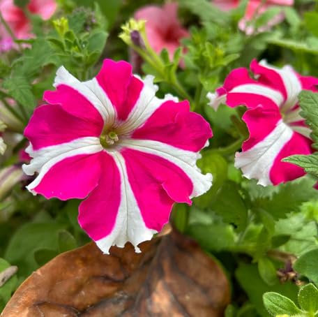 Pink White Petunia Flower Seeds