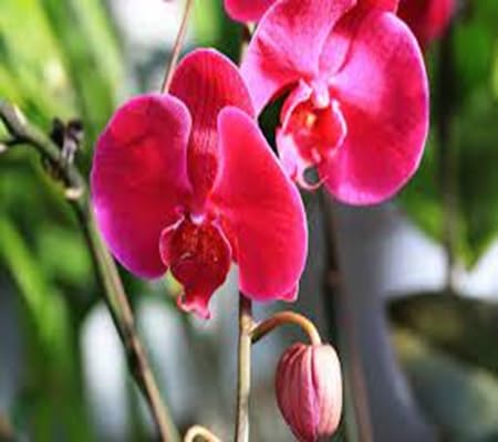 Phalaenopsis Orchid Flower Seeds