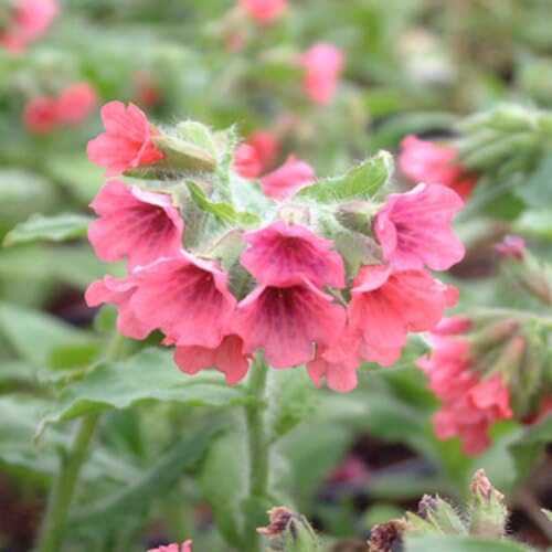 Pink Pulmonaria Flower Seeds