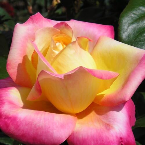 Pink Yellow Rose Flower Seeds