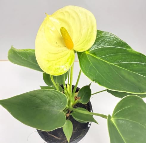 Yellow Anthurium Flower Seeds