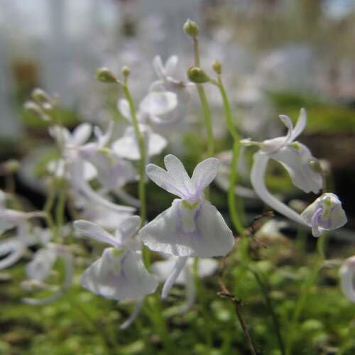 White Utricularia Sandersonii Flower Seeds