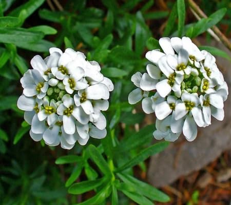 white candytuft flower seeds