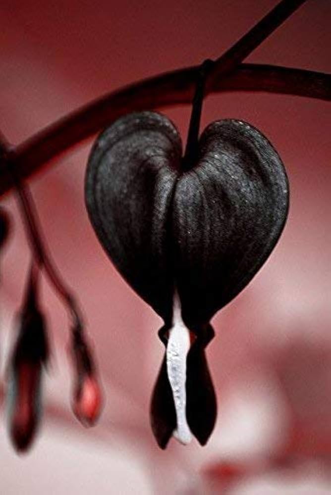 dicentra spectabilis flower in bed Fruit Seeds