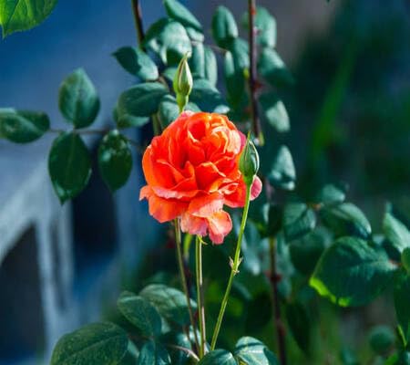 orange rose flower seeds