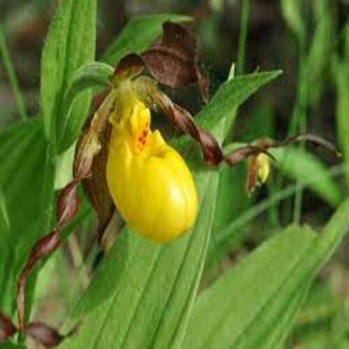 Lady's Slipper Orchid Flower Seeds