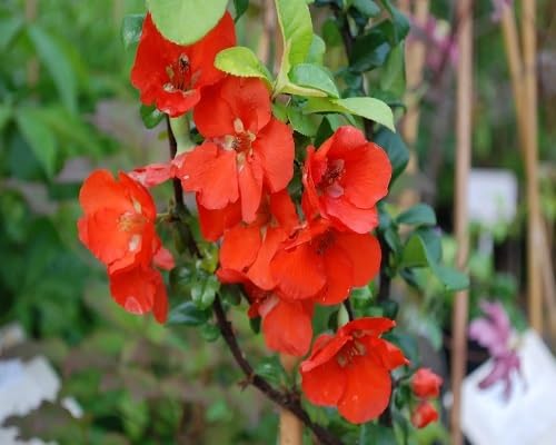 Red Chaenomeles Japonica Flower Seeds