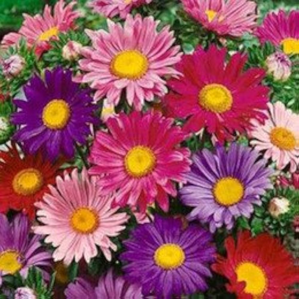 Single Mixed China Aster Callistephus Chinensis