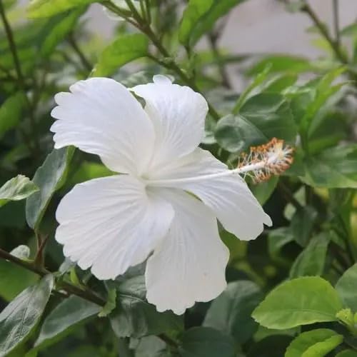 White Giant Hibiscus Flower Seeds